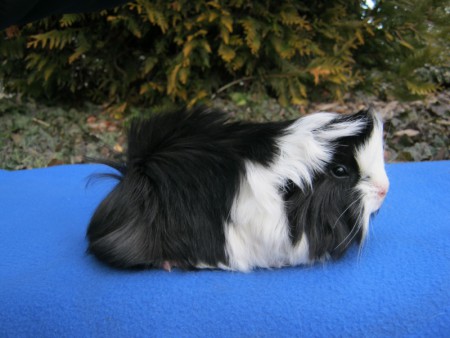 Datura z Přediny Tryznová